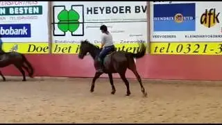 Galop zebrany i wyciagniety