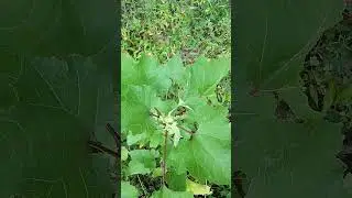 Cocklebur Historical HERBAL Uses #homesteading #prepping #herbs