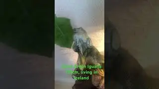 #greeniguana #iguana ##NoUWerdo #exoticpet #badpet