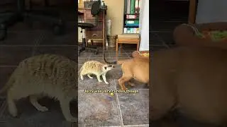 A dog living with wild animals 🤯 #dogs #wildlife #cuteanimals #animallover #doglover