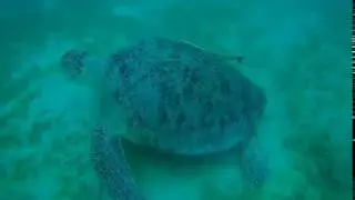 Pharaoh Azur Resort Hurghada Ägypten Hausriff Schildkröte Januar 2019