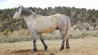 Battle Scars: A Bachelor Stallion&rsquo;s Fight for Survival March 31 2025