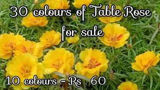 30 Colours of Table Rose for sale , 10 colours - Rs . 60 / Sale by @RVGarden-msv .