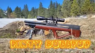 Pinty  Bullpup 🦬🐕 pcp  first look 🧐 #pinty #airgun #pcp #fun