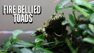 Temporary accommodation for Fire Bellied Toads while I build their forever home #subscribe