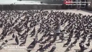 Amazing View of Pigeon in Mumbai  & Enjoy Pigeon Feeding - Travel & Tourism