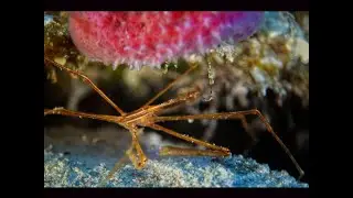 ARROW CRAB - A charismatic underwater spider l   Liquid Motion&reg; Underwater Cinematography & Film
