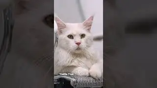 An Entire Village Was Saved by Parachuting Cats #trueevent #shorts