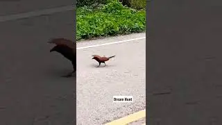 #Greater coucal#snake#fight#kaduva #prithviraj #palapalli #Drean Hunt