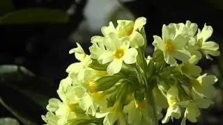 Primula veris