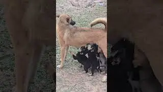 hungry hungry puppies in muang ngoy laos