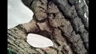 Mushrooms Releasing Spores&mdash;Looks Like Smoke