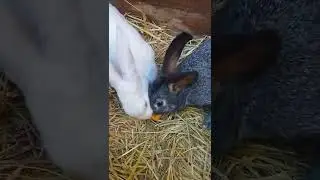 Куен