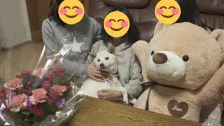ママの為に家族が集まったら最高に楽しいひと時になりました(笑)【柴犬】
