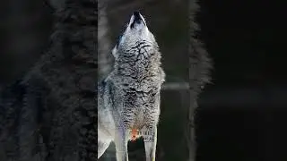 Wolf Howl | wolf howling at the moon