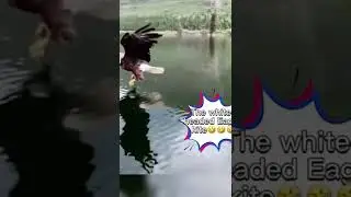 The White Head Eagle kite 😎😎😎😂 #shorts #whiteheadeagle #kite