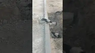 Семья ворон делает заначки в яме \ Crow family cache food in the pit