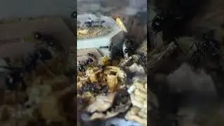 ANT #ants #formiche #hormigas