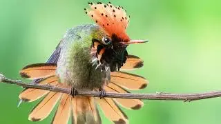 LO SPLENDORE DEGLI UCCELLI ESOTICI (THE SPLENDOR OF EXOTIC BIRDS)