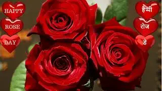 Rose Day Special WhatsAPP Status Video 2025 - Happy Rose Day 2025 - Happy Rose day video - #roseday