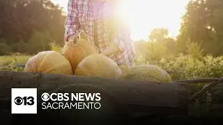 Making fall treats with an American icon, the pumpkin | What's in Season with Michael Marks