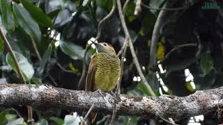 Golden-olive Woodpecker at Alto Mayo Protected Forest (natural protected area)