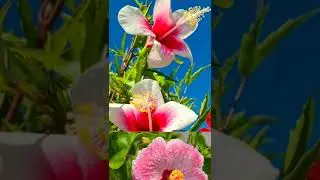 फूलों की ऐसी color variety अब तक नहीं देखी होगी#hibiscus#plant