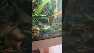 👉  Tr&egrave;s bonne question&hellip; mes &eacute;crevisses Texanus sont-elles encore l&agrave; ? 👀🦞