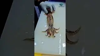🇯🇵 🦑 Japanese Squid Fillet Technique for Perfect Crispy Bites 🍤 #seafood #squid #fillet
