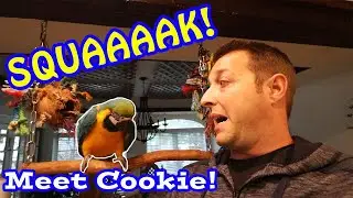 MEET COOKIE OUR RESCUE MACAW ft. BIRD TRICKS OFFICIAL!!