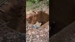 Leopard Rescue After Falling Into Deep Pit &mdash; Shocking Ending Caught on Camera