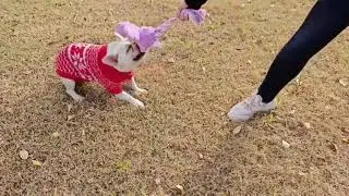 easter dog toy set
