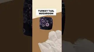 Exploring the Healing Potential of Turkey Tail Mushroom: Discover the Health Benefits #shorts