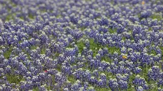 Travis County Parks First Days of Spring 2020