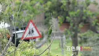 台灣特有種鳥---五色鳥 (求偶聲)