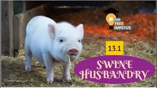 13.1 SWINE HUSBANDRY 1-INTRODUCTION FOR VHSE LSM/DFE/LIVESTOCK INSPECTOR PSC