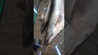 Snakehead Fishing #fishing #fishingequipment #fish #video Big Fish Hunting video