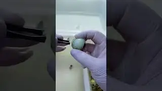 Opening quail egg shells quickly with clean cracking technique