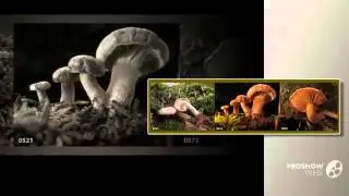 Neolentinus adhaerens - fungi kingdom
