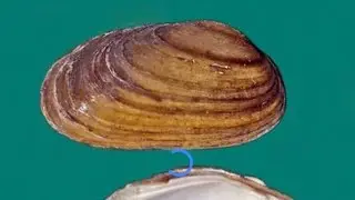&ldquo;Unio (Freshwater Mussel) Complete Guide 🐚 | Unio, Unionidae&rdquo;
