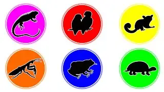 Pets : Tutrle, Iguana, Pacman Frog, Love Bird, Sugar Glider, Mantis