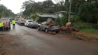 Large tree falls on parked car in Pearl City, cleanup underway