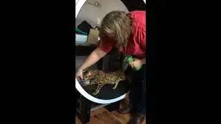 How to train your cat on the Ferris Cat Wheel from ZiggyDoo