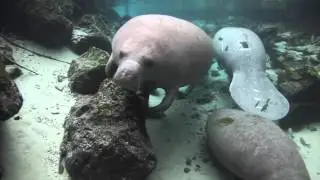 Crystal River Manatee 2016　HD クリスタルリバーマナティー