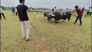 Chandu don vs shoter pada ladai jaora