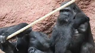 Mobi, Ajabu & Duni (30.07.2025) #zoopraha #zoo #praguezoo #gorilla #animals #cute #primates 