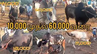 மணப்பாறை மாட்டு சந்தை | manapparai mattu santhai