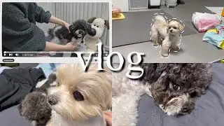 강아지들의 지극히 평범한 일상 vlog /말티푸 푸딩💛 푸들 후추 🖤  