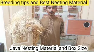 Java Sparrow Nesting material | Best Box Size | Java Finch Breeding tips and vitamin or calcium.