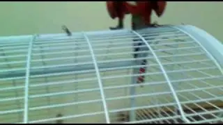 Prove pair of Scarlet Macaw at Rise n Shine Aviaries